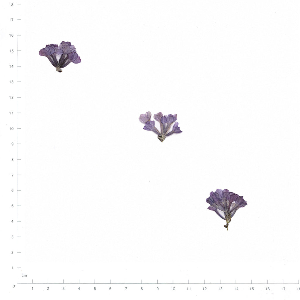 Pressed Lilac specimens retaining their original shape and botanical color