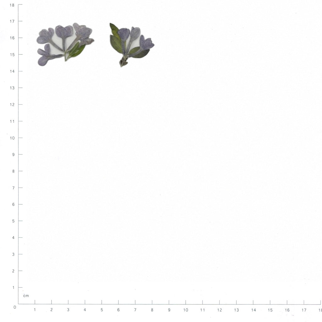 Pressed Lilac specimens retaining their original shape and botanical color