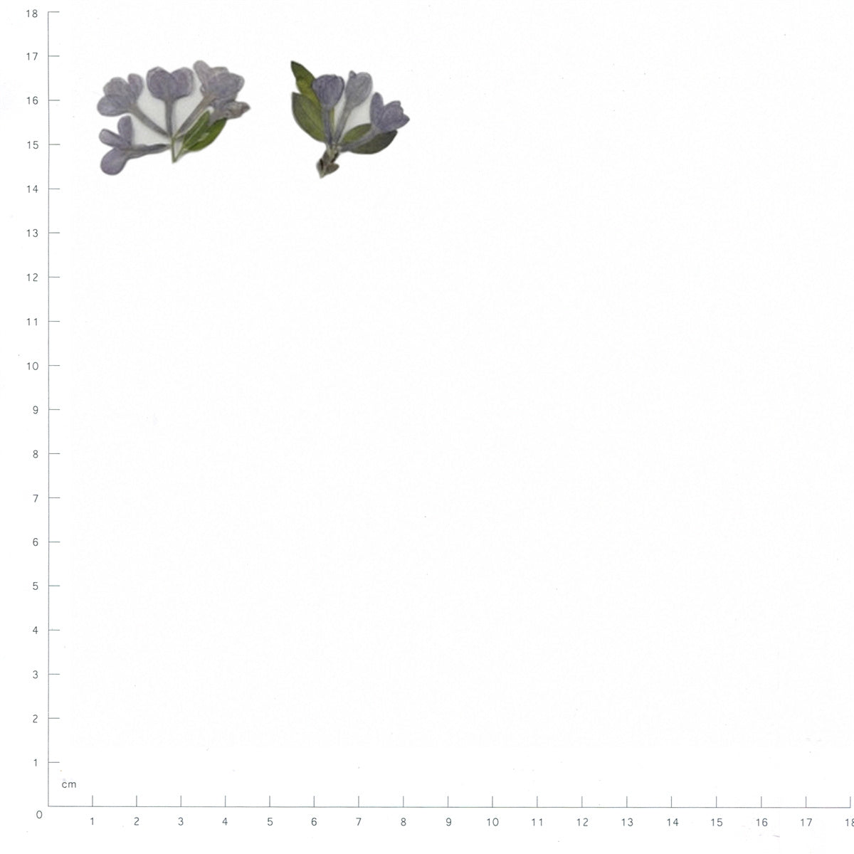 Pressed Lilac specimens retaining their original shape and botanical color