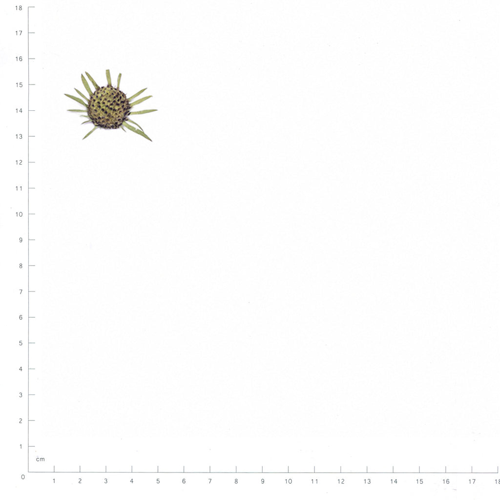 Pressed Pincushion Flower Seedheads specimens retaining their original shape and botanical color