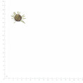 Pressed Pincushion Flower Seedheads specimens retaining their original shape and botanical color