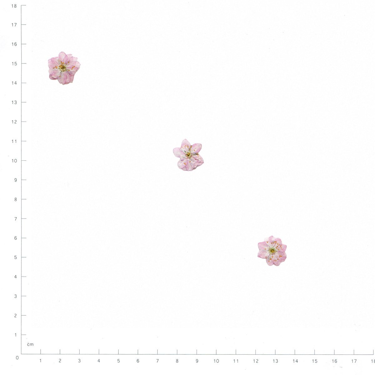 Pressed Flowering Almond specimens retaining their original shape and botanical color