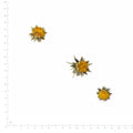 Pressed Cosmos Flower Centers specimens retaining their original shape and botanical color