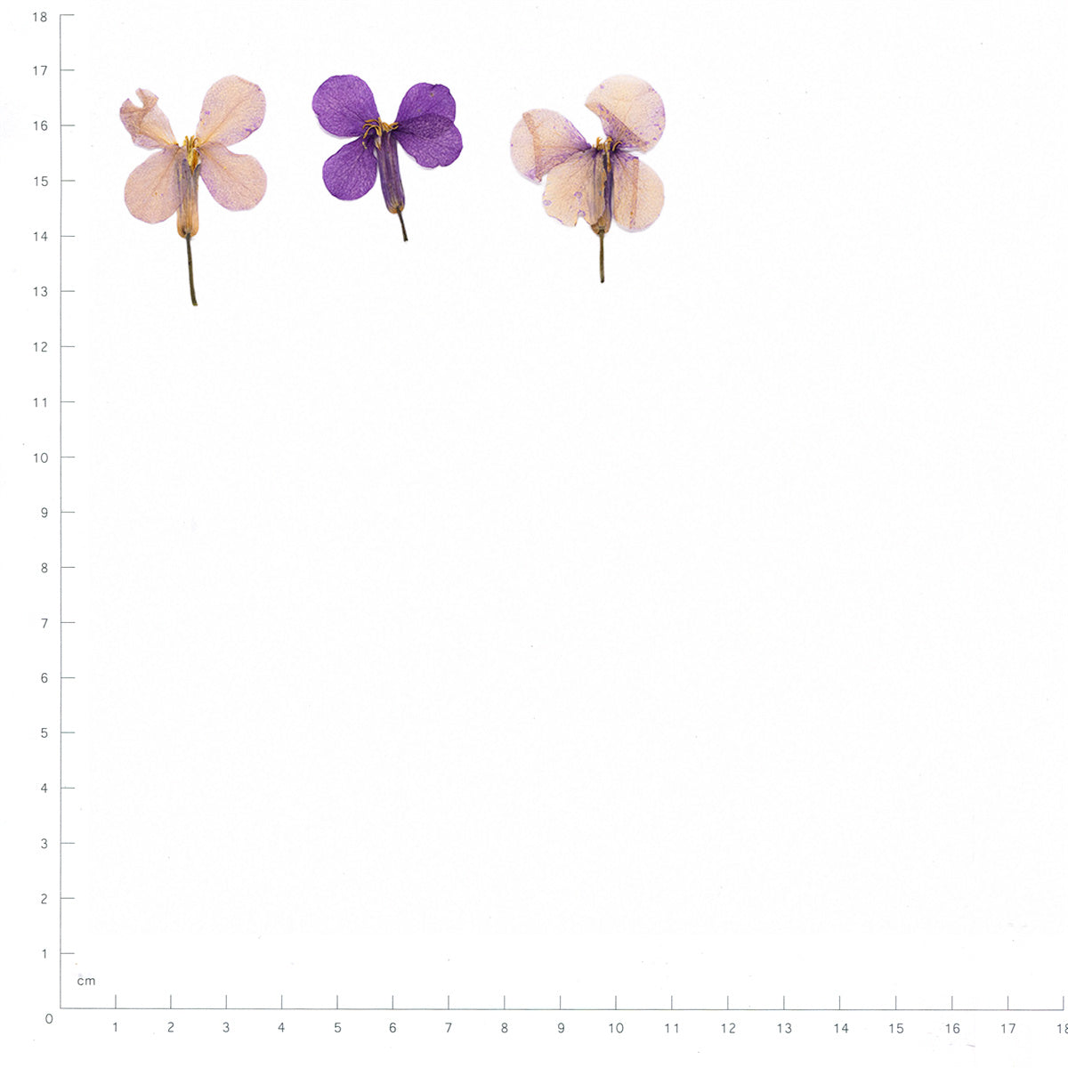 Pressed Chinese Violet specimens retaining their original shape and botanical color