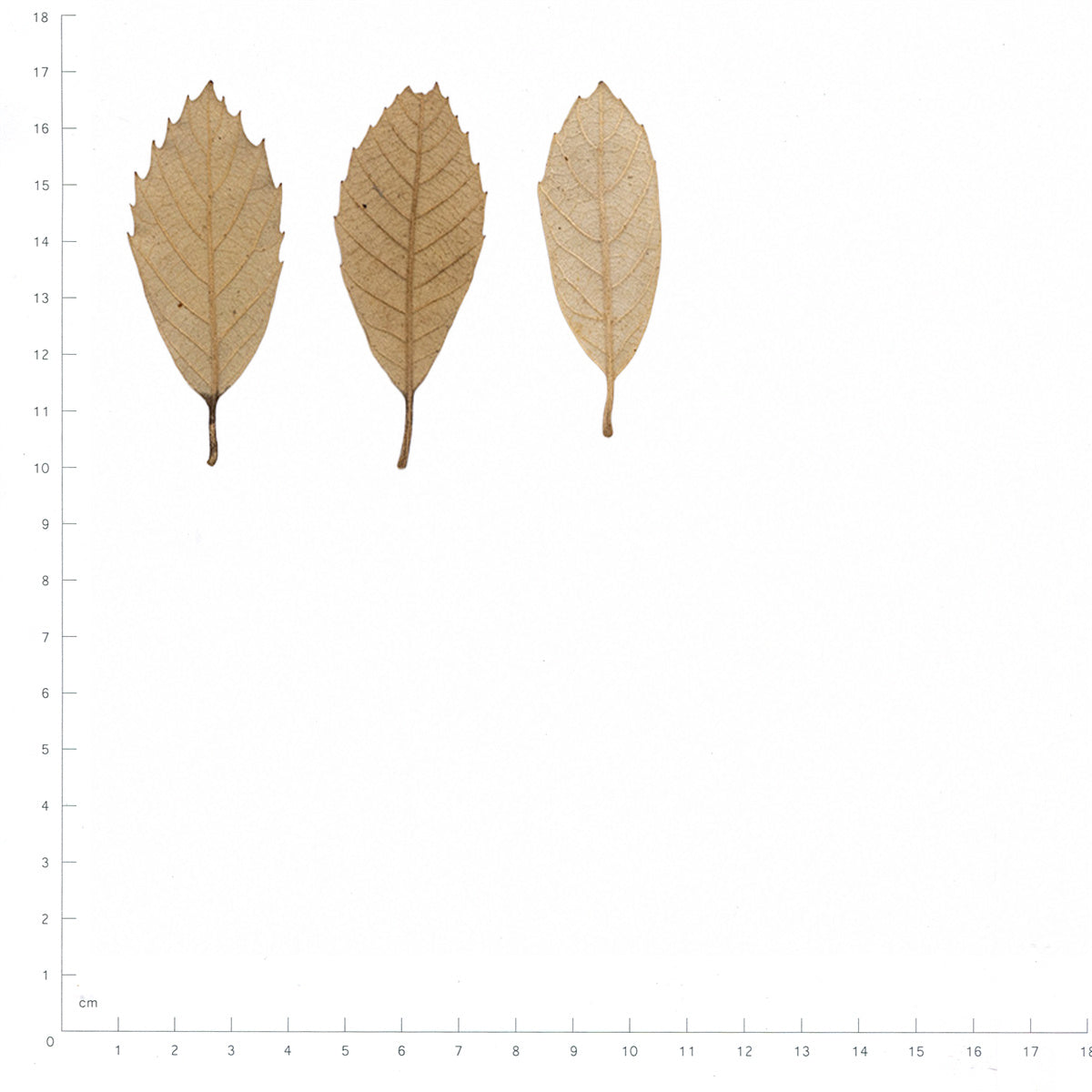 Pressed Chestnut Leaves specimens beside a metric ruler, retaining their original shape and botanical colors