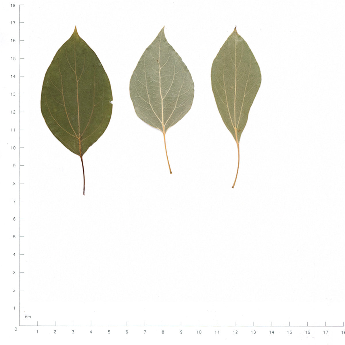 Pressed Camphor Leaves specimens beside a metric ruler, retaining their original shape and botanical colors
