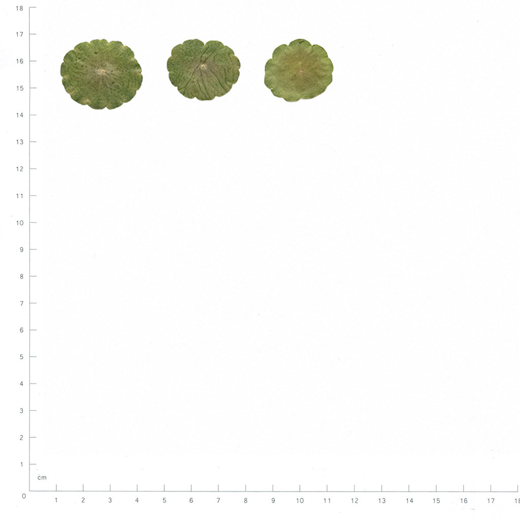 Pressed Pennywort Leaves specimens beside a metric ruler, retaining their original shape and botanical colors