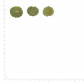 Pressed Pennywort Leaves specimens beside a metric ruler, retaining their original shape and botanical colors
