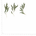 Pressed Kochia specimens beside a metric ruler, retaining their original shape and botanical colors