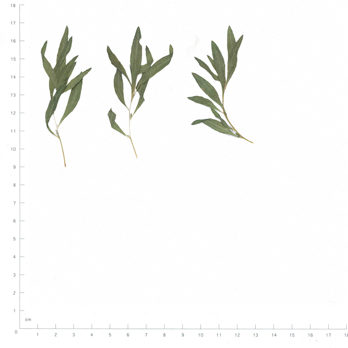 Pressed Kochia specimens beside a metric ruler, retaining their original shape and botanical colors