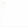 Pressed Balloon Vine Tendrils specimens beside a metric ruler, retaining their original shape and botanical colors