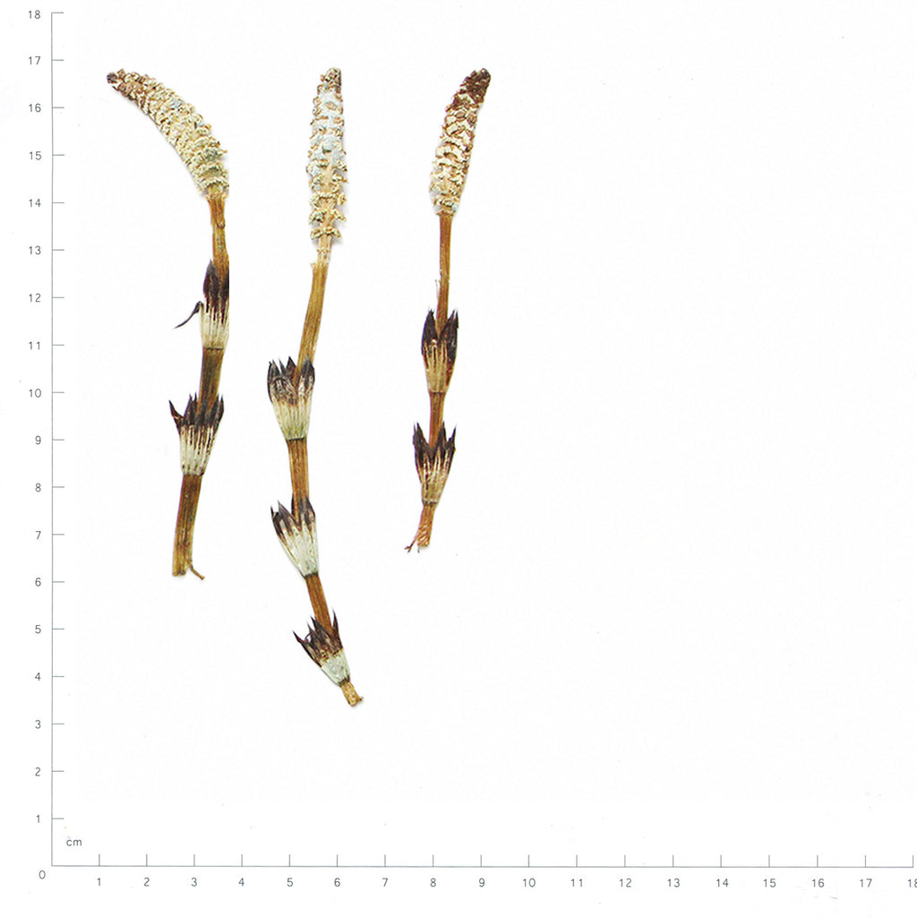 Pressed Horsetail specimens beside a metric ruler, retaining their original shape and botanical colors
