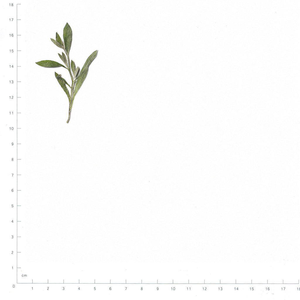 Pressed Sweet Alyssum specimens beside a metric ruler, retaining their original shape and botanical colors