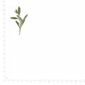 Pressed Sweet Alyssum specimens beside a metric ruler, retaining their original shape and botanical colors