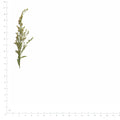 Pressed Goldenrod with Stems specimens beside a metric ruler, retaining their original shape and botanical colors