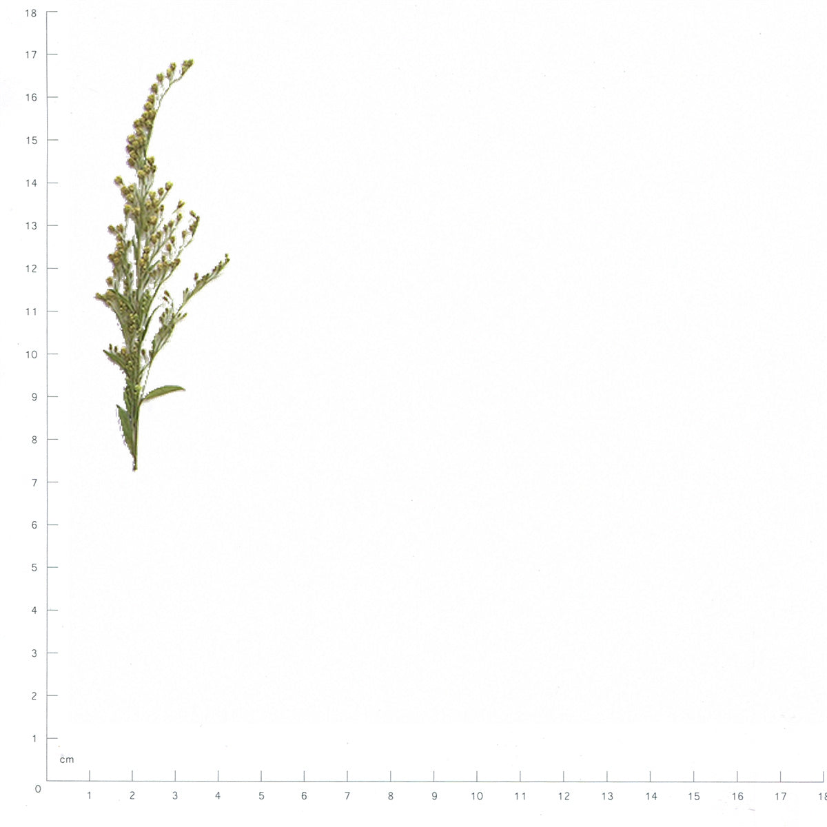 Pressed Goldenrod with Stems specimens beside a metric ruler, retaining their original shape and botanical colors