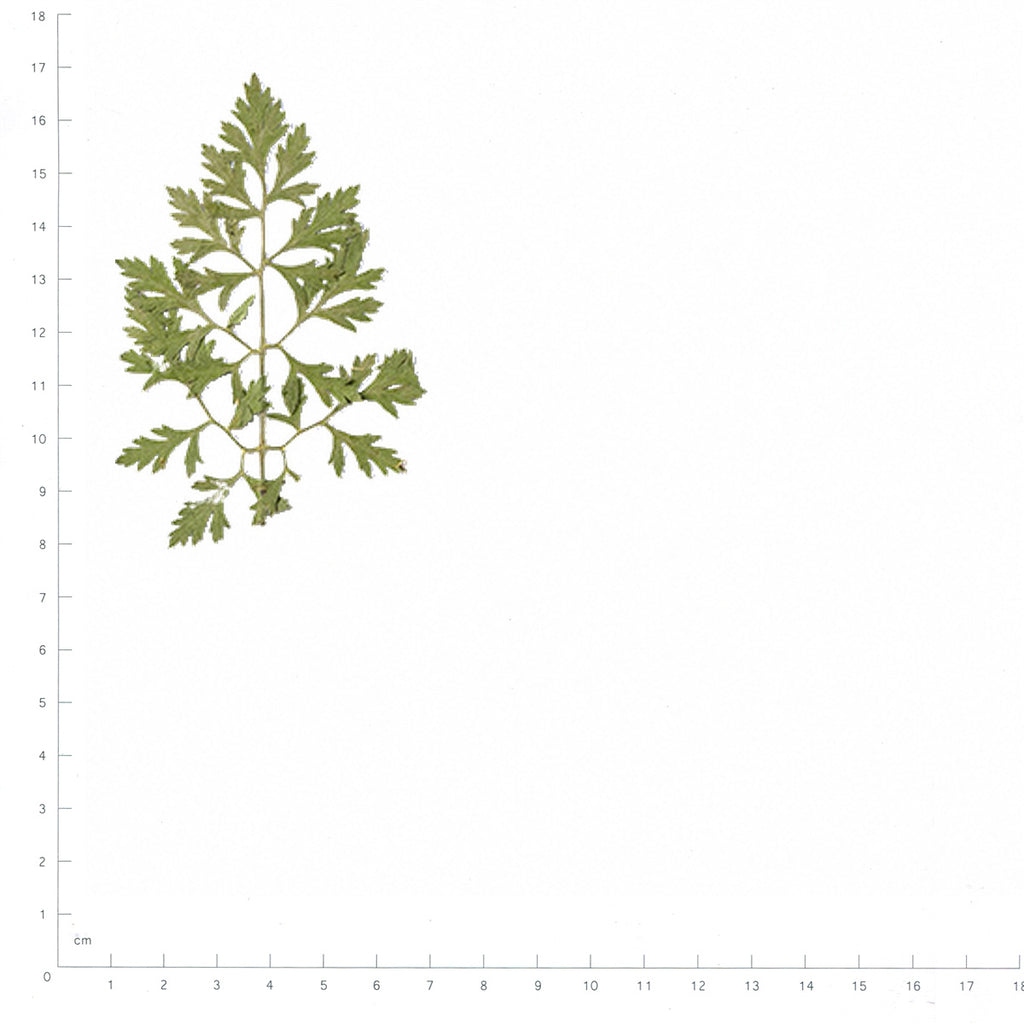 Pressed Ammi Leaves specimens beside a metric ruler, retaining their original shape and botanical colors