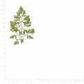 Pressed Ammi Leaves specimens beside a metric ruler, retaining their original shape and botanical colors