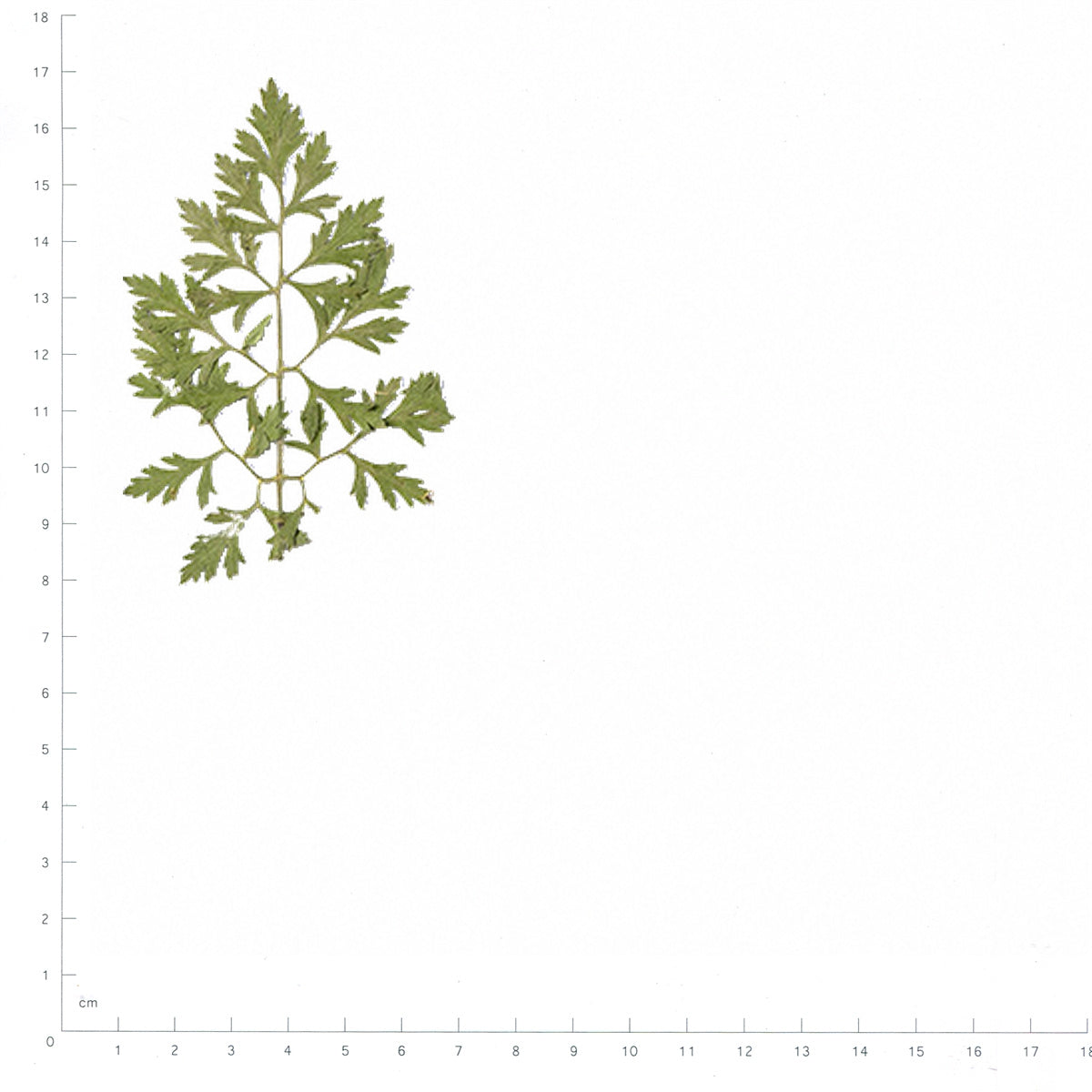 Pressed Ammi Leaves specimens beside a metric ruler, retaining their original shape and botanical colors