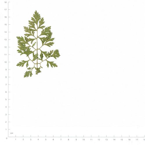 Pressed Ammi Leaves specimens beside a metric ruler, retaining their original shape and botanical colors