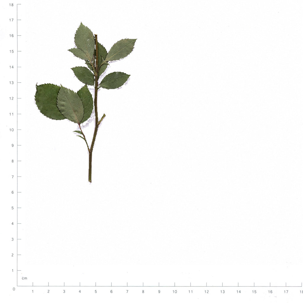 Pressed Rose specimens beside a metric ruler, retaining their original shape and botanical colors