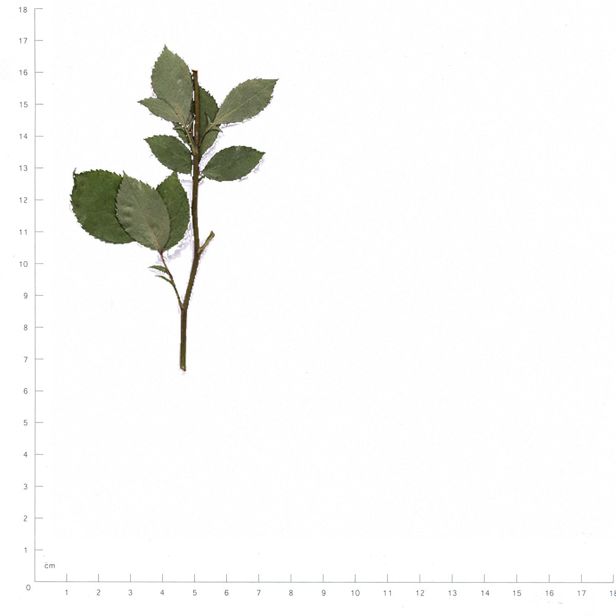 Pressed Rose specimens beside a metric ruler, retaining their original shape and botanical colors