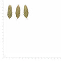 Pressed Sea Oats Seedheads specimens beside a metric ruler, retaining their original shape and botanical colors