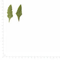 Pressed Verbena Leaves specimens beside a metric ruler, retaining their original shape and botanical colors