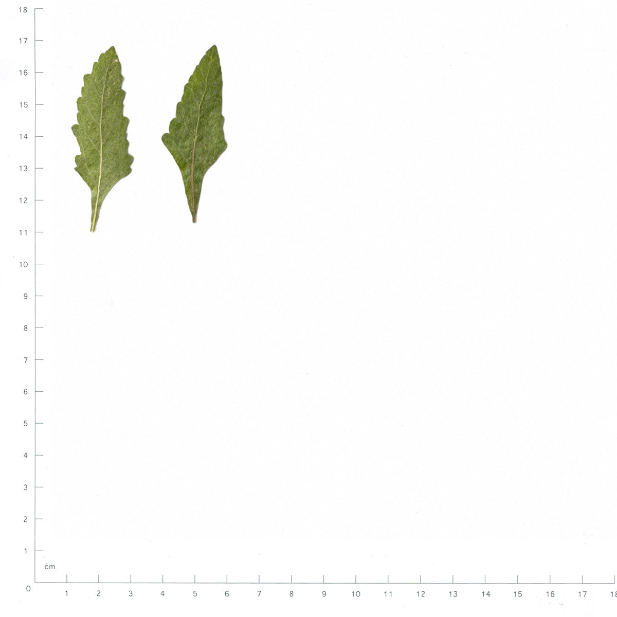 Pressed Verbena Leaves specimens beside a metric ruler, retaining their original shape and botanical colors