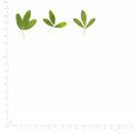 Pressed Sweet Clover Leaves specimens beside a metric ruler, retaining their original shape and botanical colors