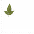 Pressed Beggarticks Leaves specimens beside a metric ruler, retaining their original shape and botanical colors