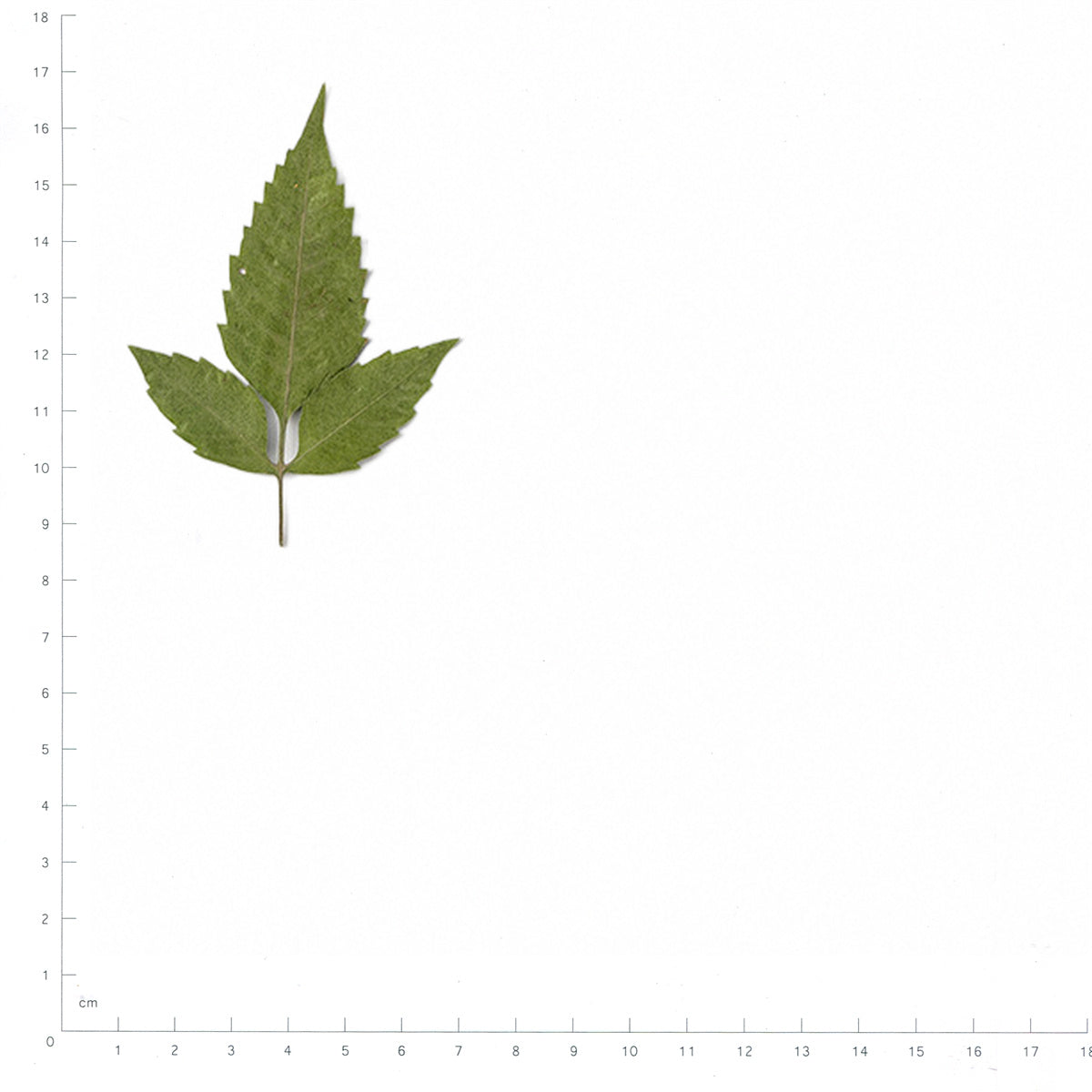 Pressed Beggarticks Leaves specimens beside a metric ruler, retaining their original shape and botanical colors