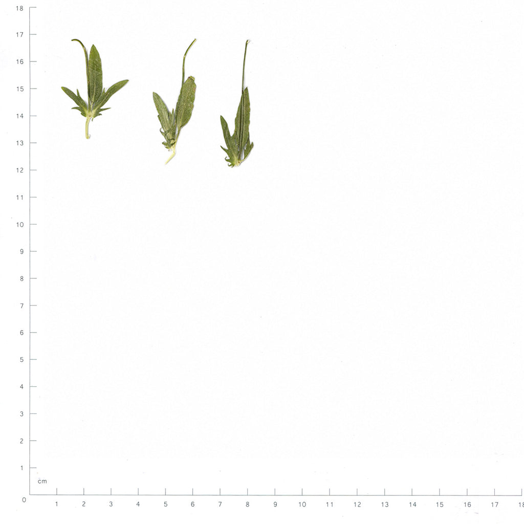Pressed Viola Leaves specimens beside a metric ruler, retaining their original shape and botanical colors