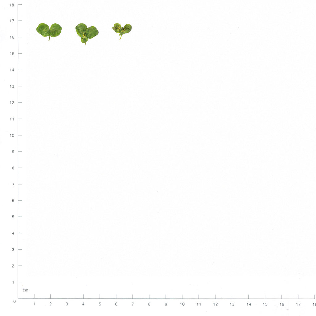Pressed Euphorbia Leaves specimens beside a metric ruler, retaining their original shape and botanical colors