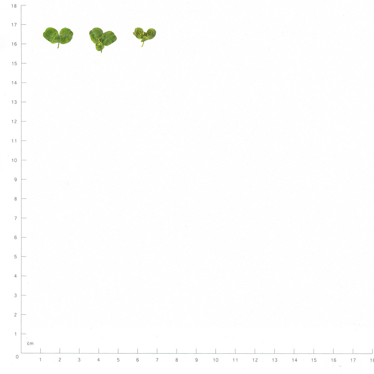 Pressed Euphorbia Leaves specimens beside a metric ruler, retaining their original shape and botanical colors