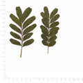 Pressed Pistache specimens beside a metric ruler, retaining their original shape and botanical colors