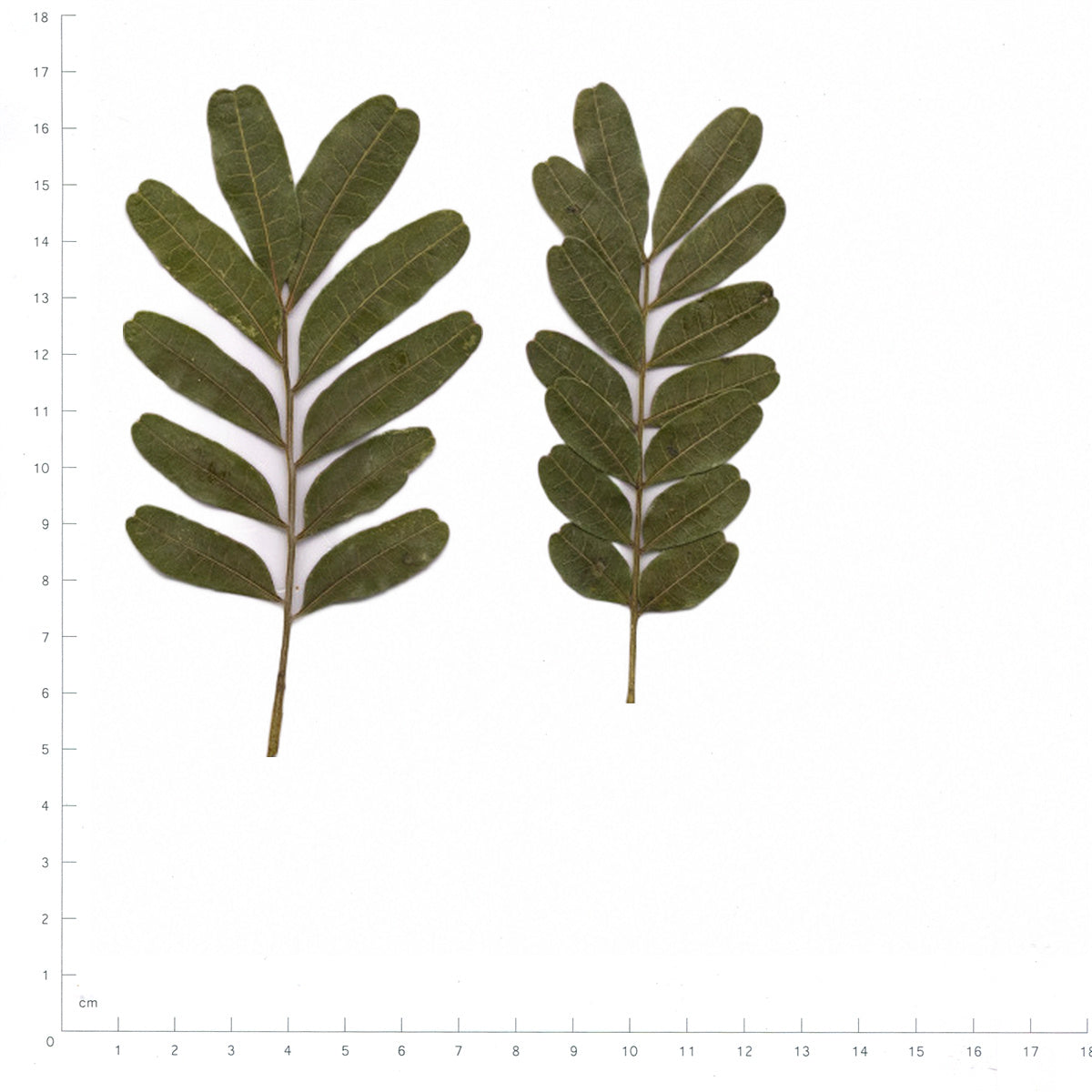 Pressed Pistache specimens beside a metric ruler, retaining their original shape and botanical colors