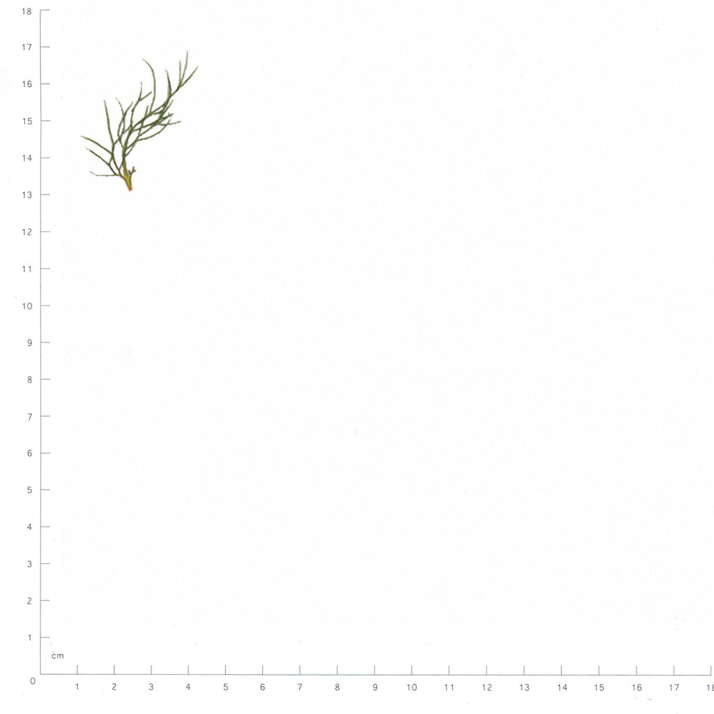 Pressed Nigella Leaves specimens beside a metric ruler, retaining their original shape and botanical colors