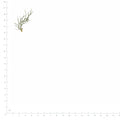 Pressed Nigella Leaves specimens beside a metric ruler, retaining their original shape and botanical colors