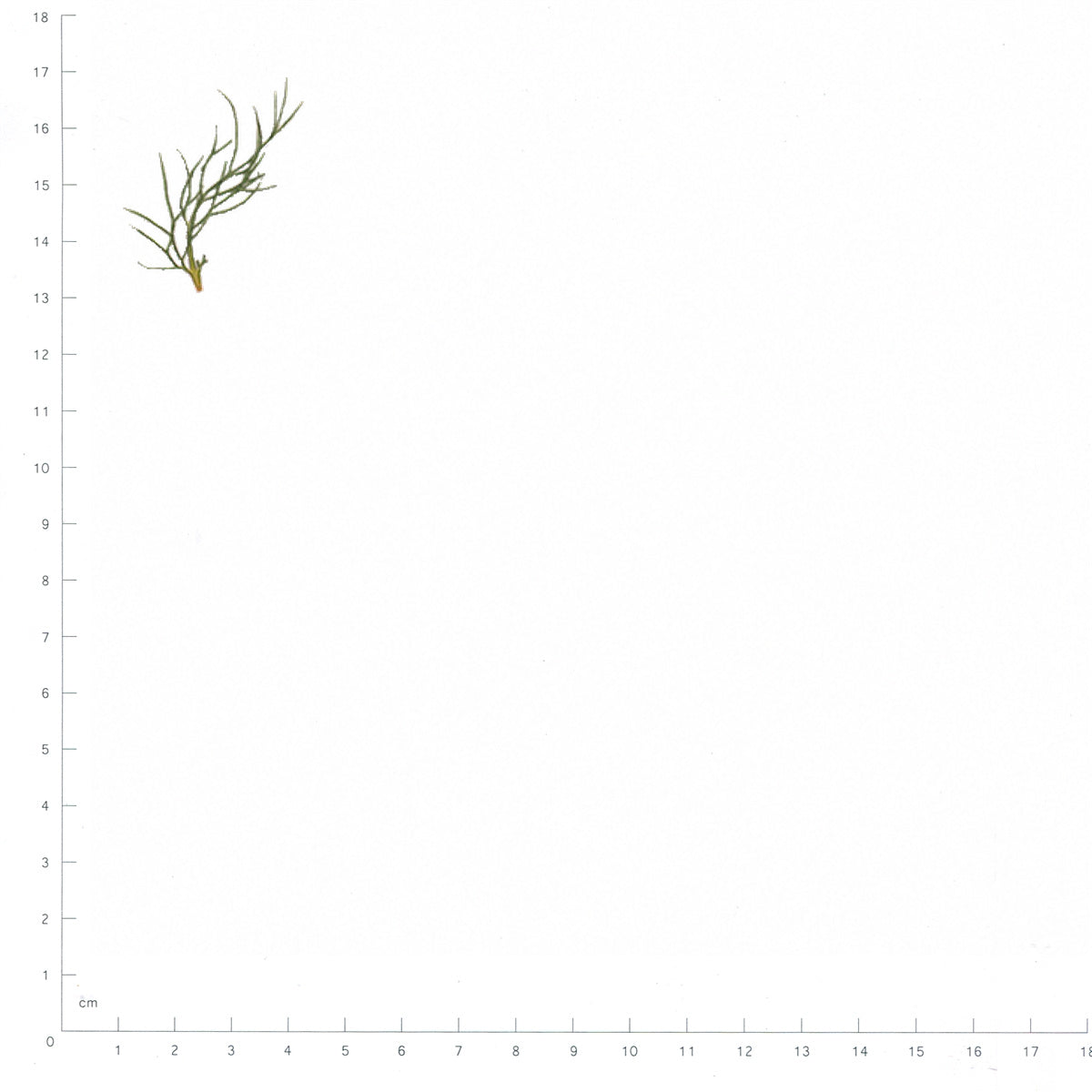 Pressed Nigella Leaves specimens beside a metric ruler, retaining their original shape and botanical colors