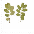 Pressed Senna Leaves specimens beside a metric ruler, retaining their original shape and botanical colors