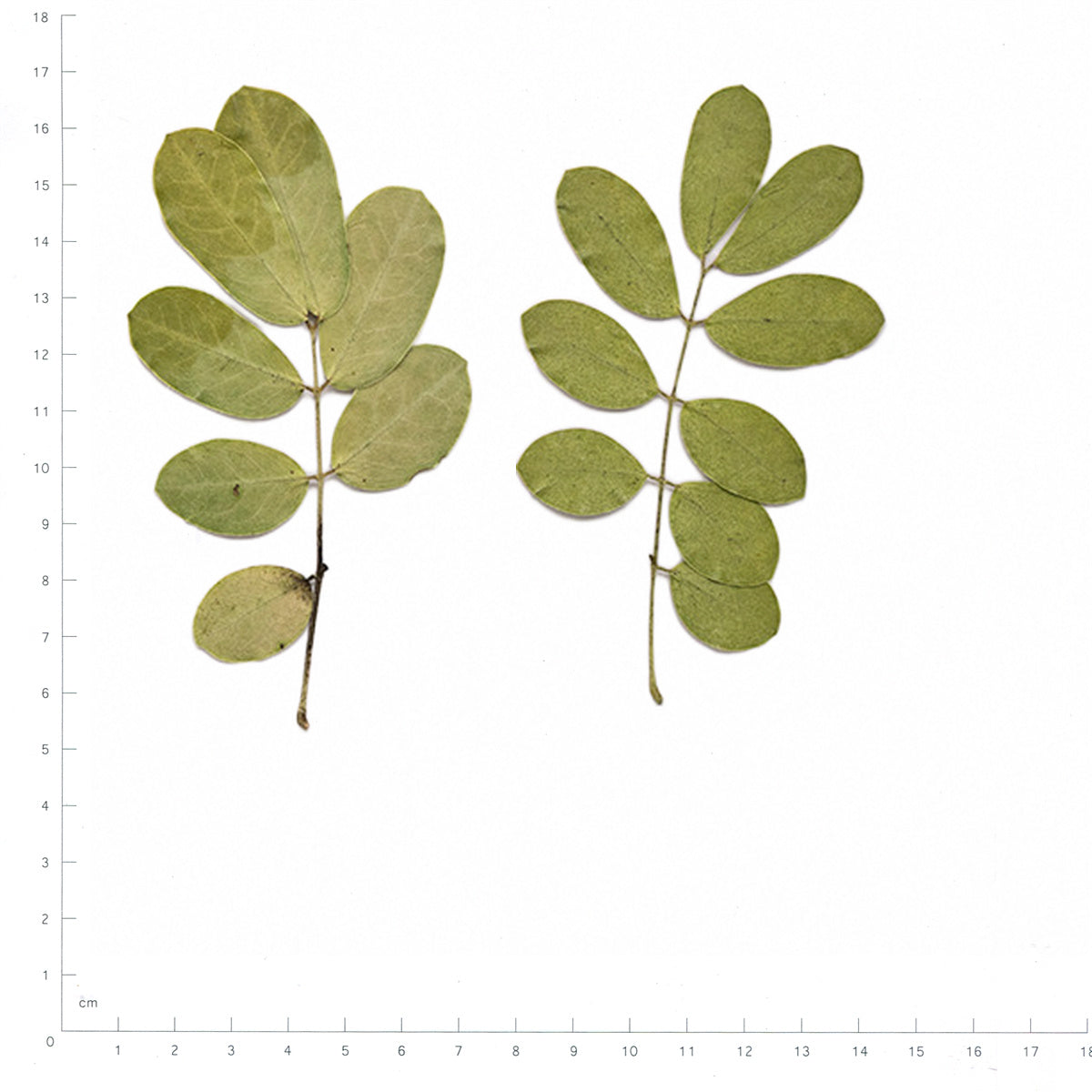 Pressed Senna Leaves specimens beside a metric ruler, retaining their original shape and botanical colors