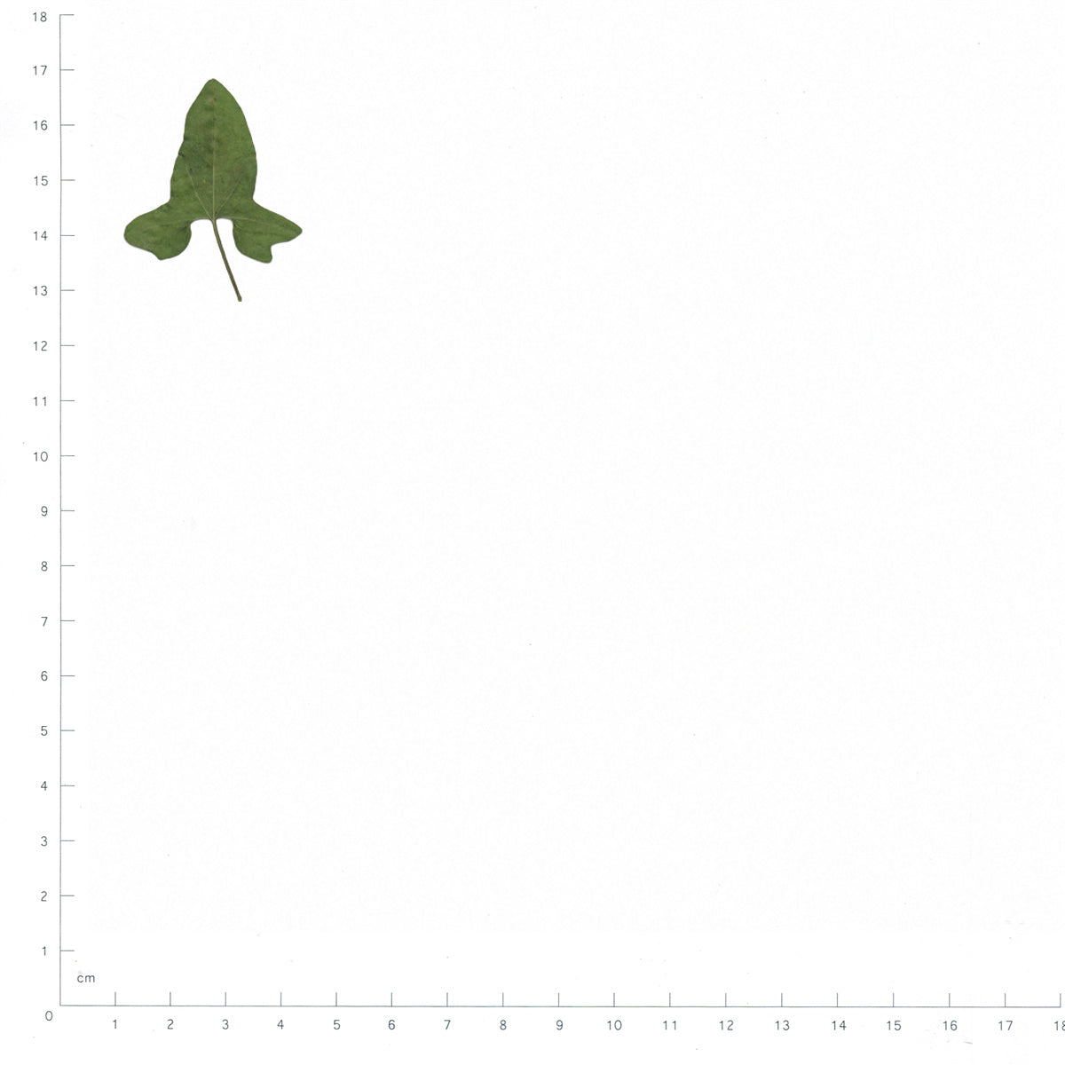 Pressed Morning Glory Leaves specimens beside a metric ruler, retaining their original shape and botanical colors