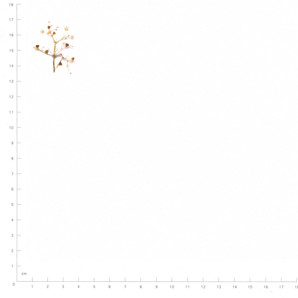 Pressed Elder Flowers specimens beside a metric ruler, retaining their original shape and botanical colors