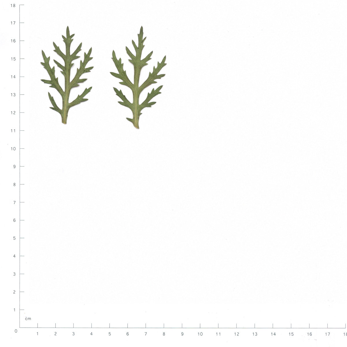 Pressed Marguerite Daisy Leaves specimens beside a metric ruler, retaining their original shape and botanical colors