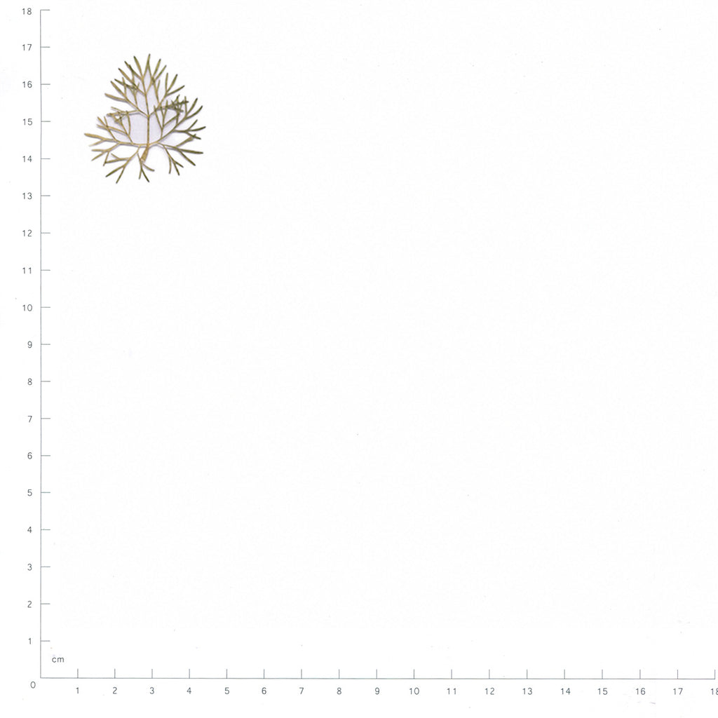 Pressed Coriander Leaves specimens beside a metric ruler, retaining their original shape and botanical colors