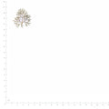 Pressed Coriander Leaves specimens beside a metric ruler, retaining their original shape and botanical colors