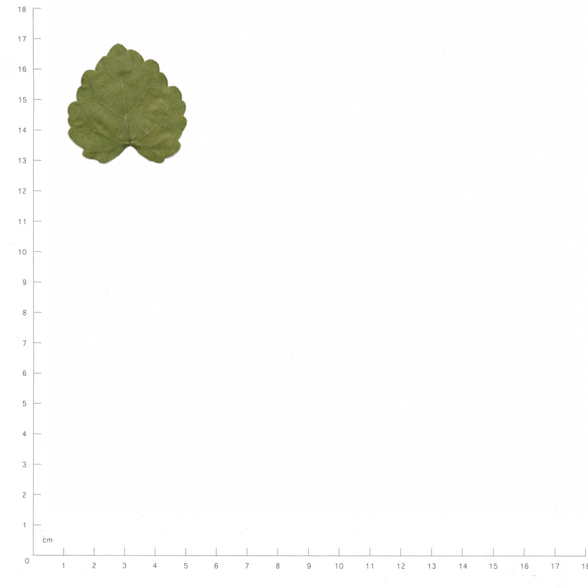 Pressed Grape Leaves specimens beside a metric ruler, retaining their original shape and botanical colors
