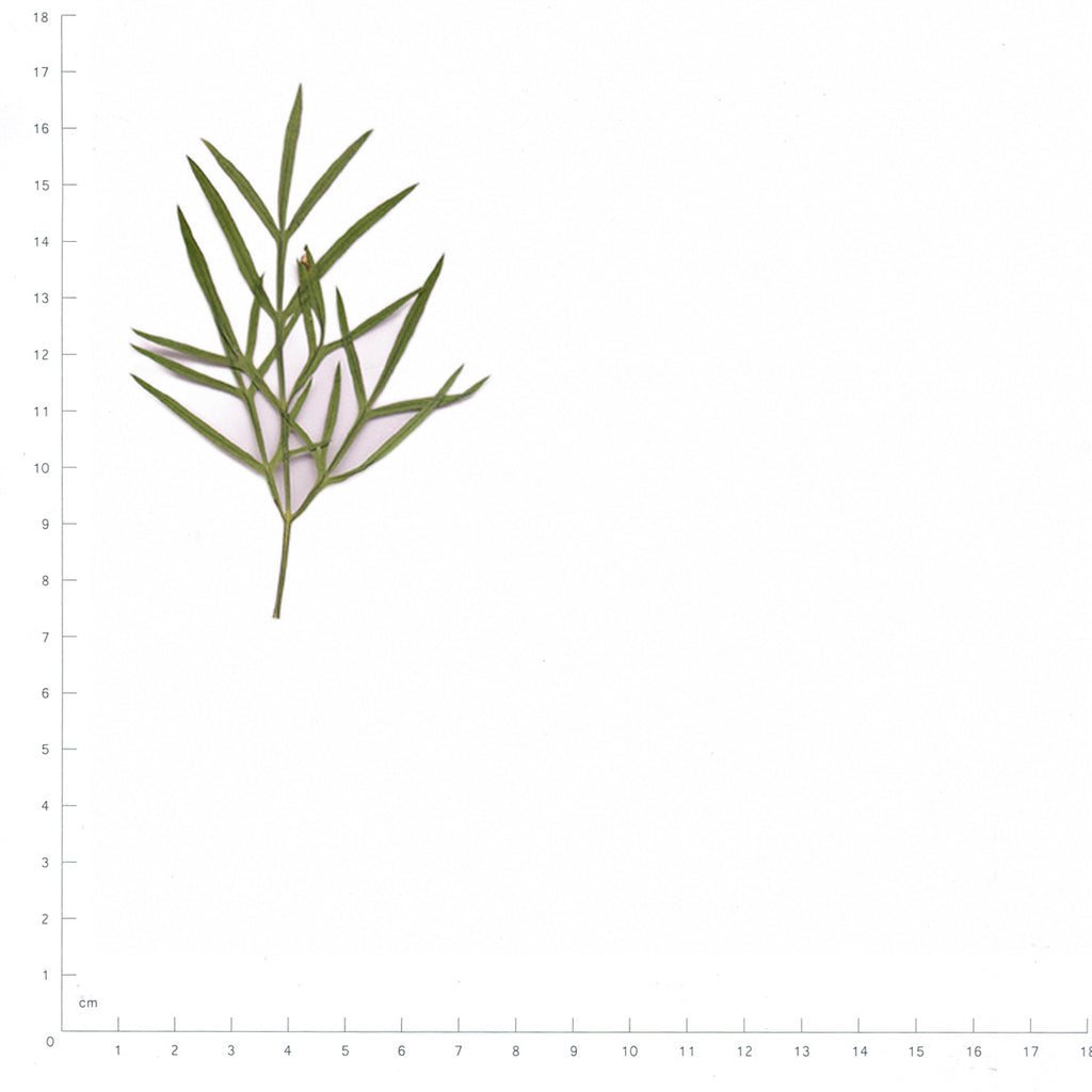 Pressed Cosmos Leaves specimens beside a metric ruler, retaining their original shape and botanical colors