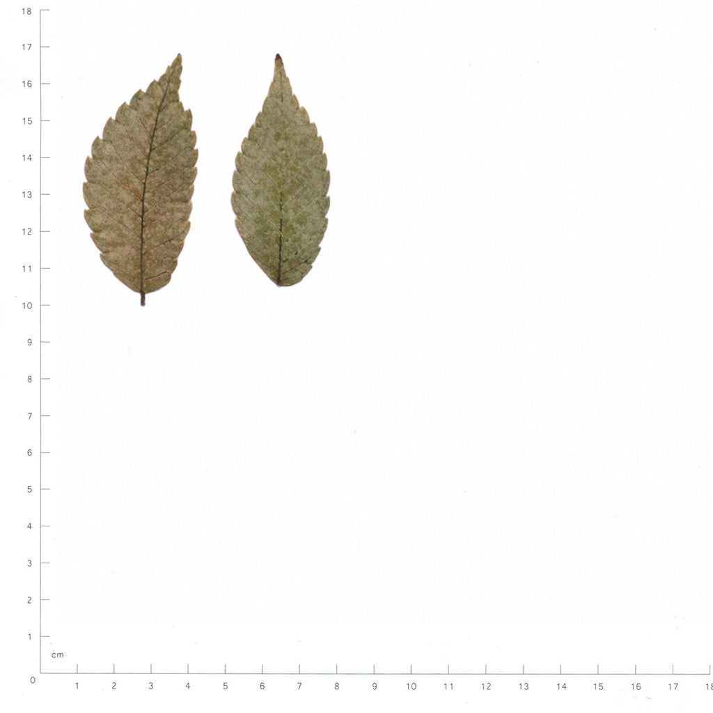 Pressed Zelkova Leaves specimens beside a metric ruler, retaining their original shape and botanical colors
